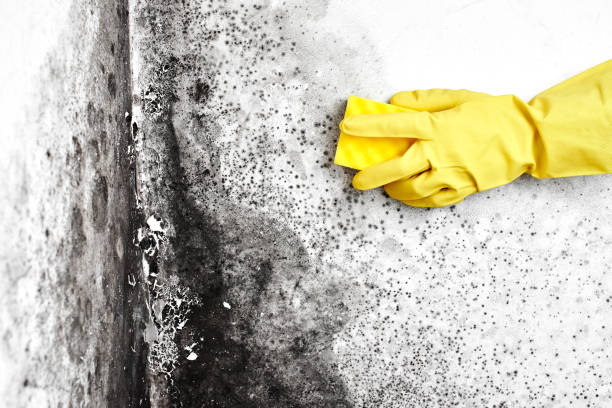 Best Industrial Mold Remediation  in Riviera Beach, MD